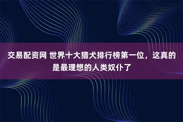 交易配资网 世界十大猎犬排行榜第一位，这真的是最理想的人类奴仆了